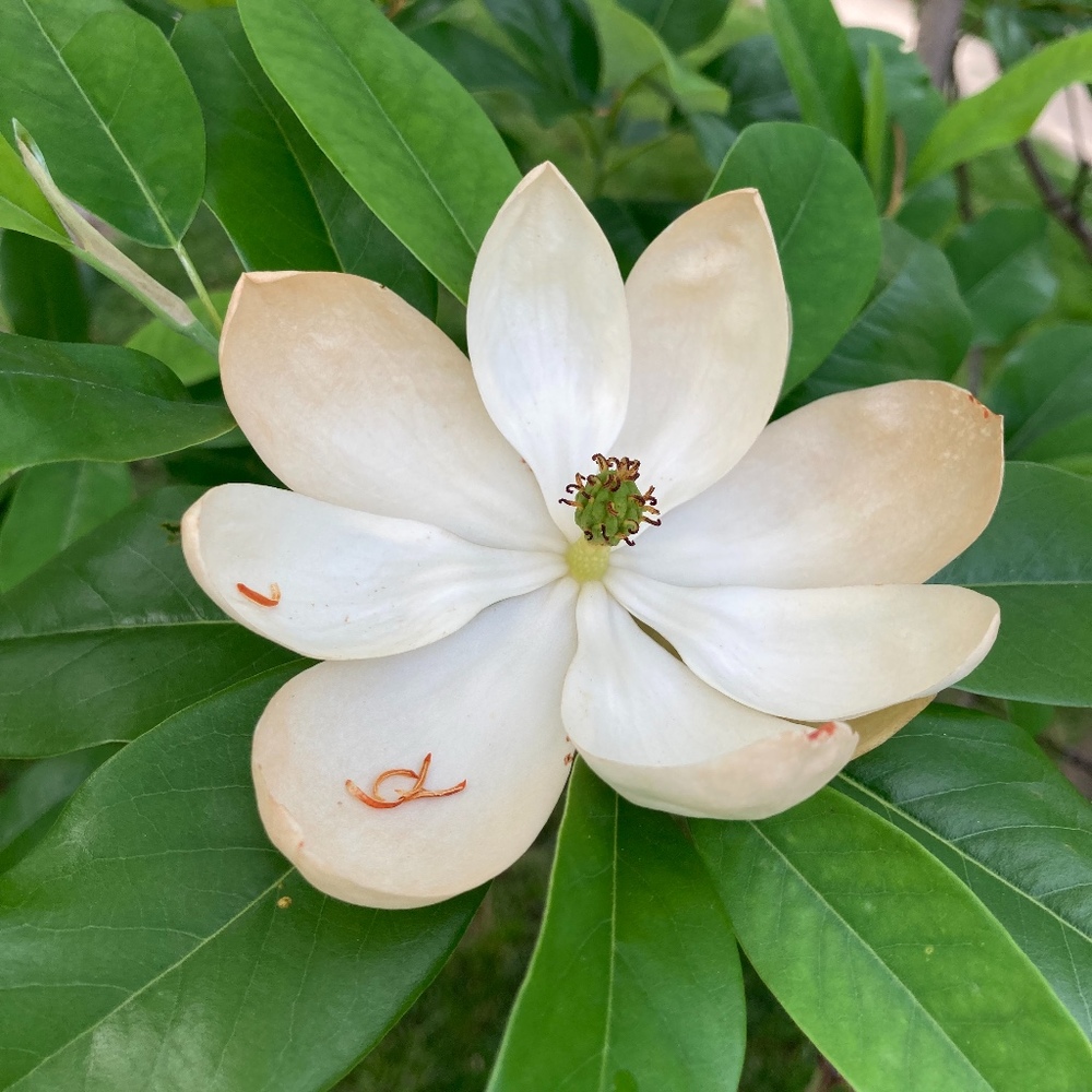 Meet your Posher, Julianne